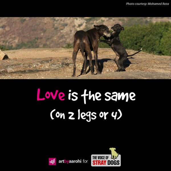 Love is the same (on 2 legs or 4)