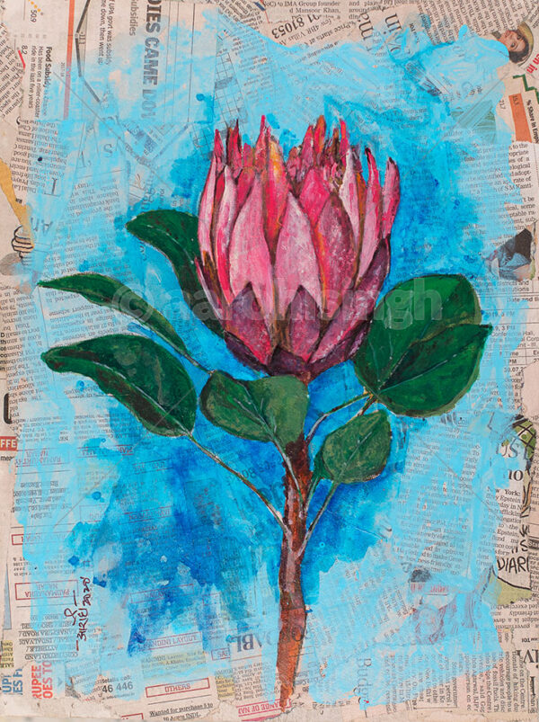 Protea 1