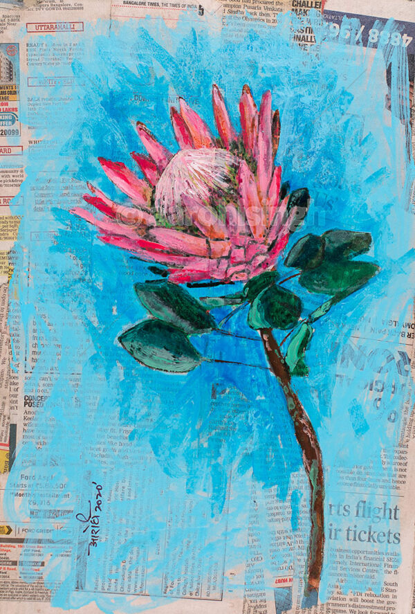 Protea 3