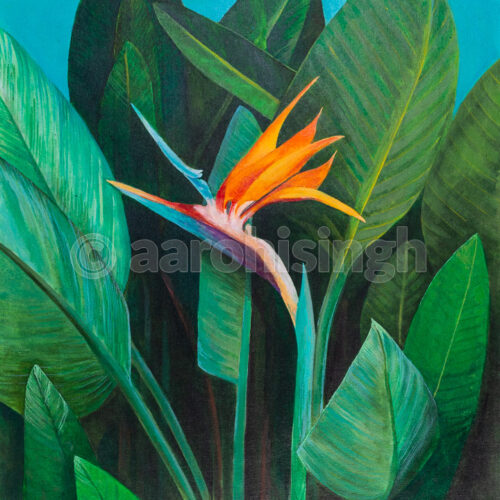 Bird Of Paradise