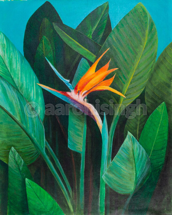 Bird Of Paradise