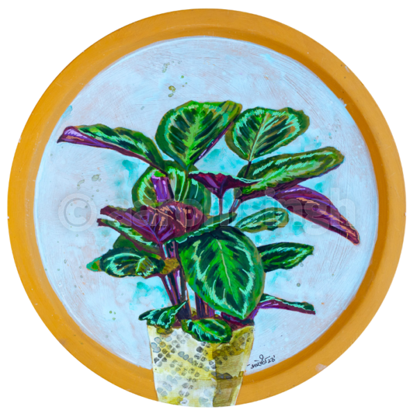 Calathea