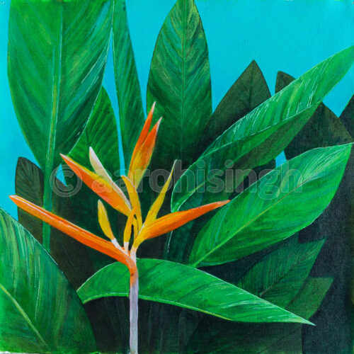 Heliconia 01