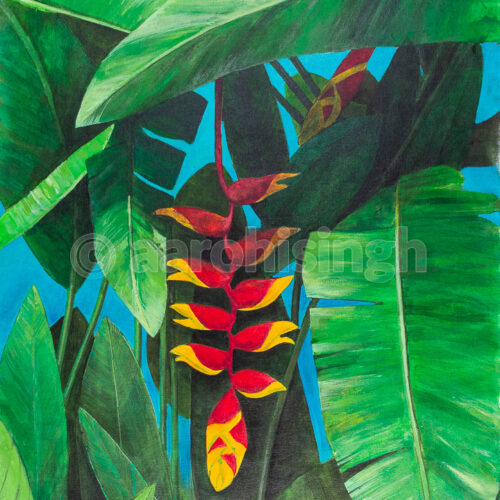 Heliconia 03