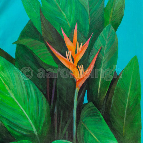 Heliconia 04