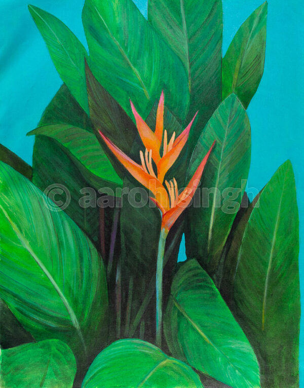 Heliconia 04