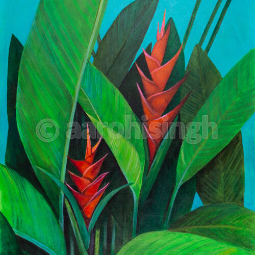 Heliconia 05