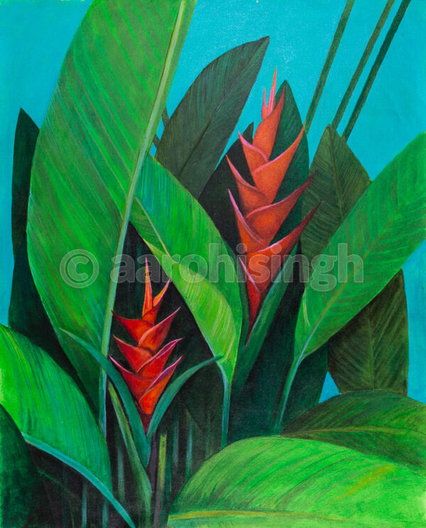 Heliconia 05