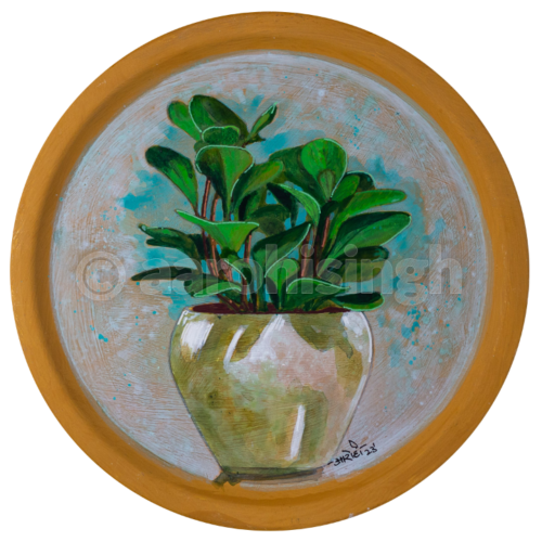 Peperomia