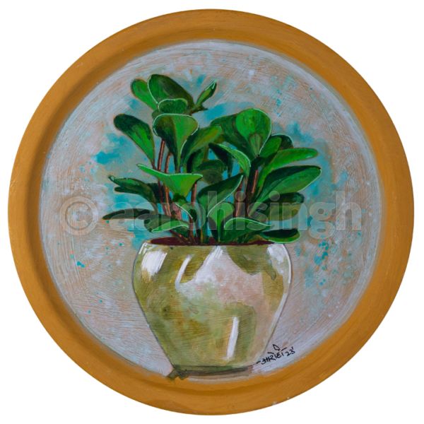 Peperomia
