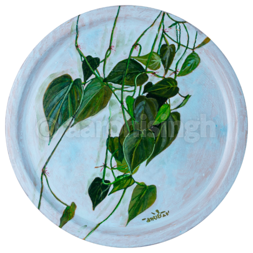 Philodendron 01