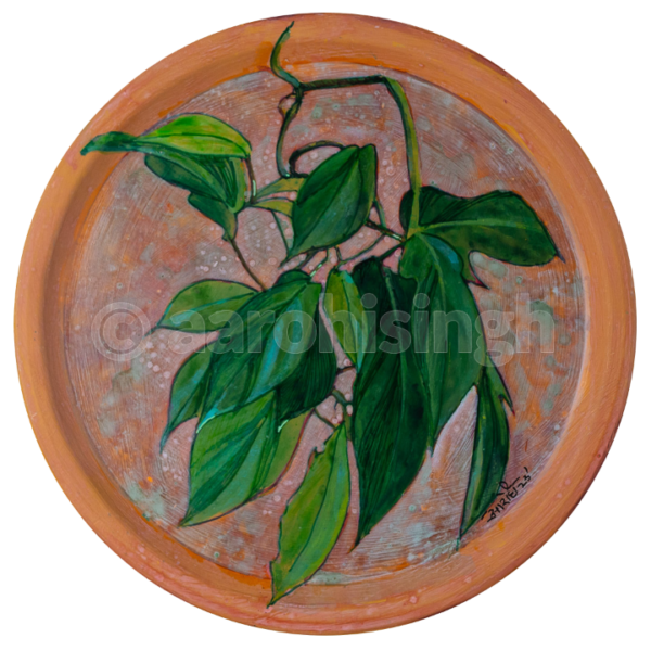Philodendron 02