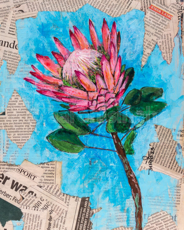 Protea 02