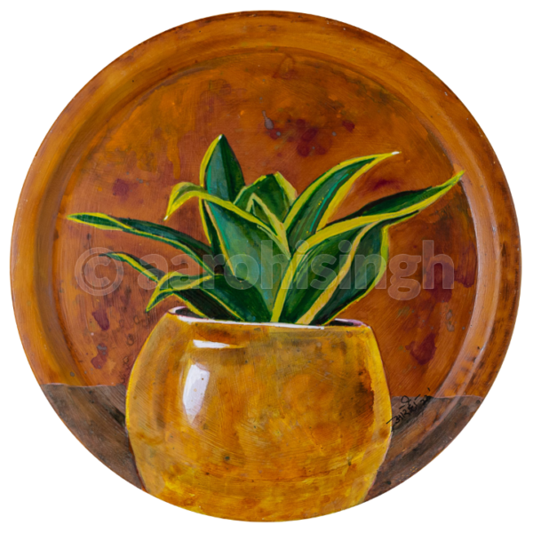 Snake Plant
