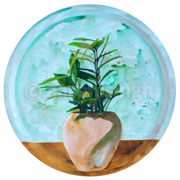 ZZ Plant